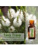 Tea Tree / Árvore do Chá - Óleo Essencial